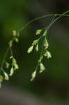 Nodding fescue